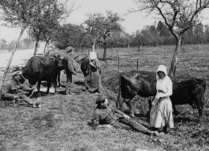 A historical black and white photograph of early Murray Grey cattle.