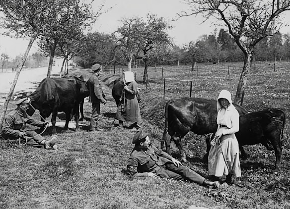 A black and white photograph featuring several individuals and cattle outdoors on a grassy patch with trees scattered around. Two people seem to be milking cows while others are either standing or sitting nearby. The scene appears rustic and pastoral, with a relaxed and tranquil ambiance.