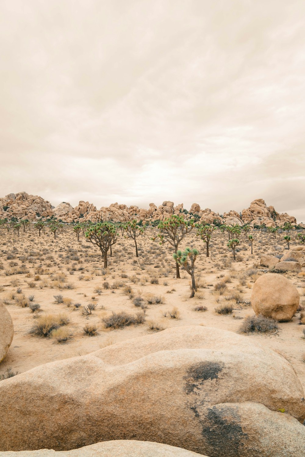a desert landscape with rocks and trees