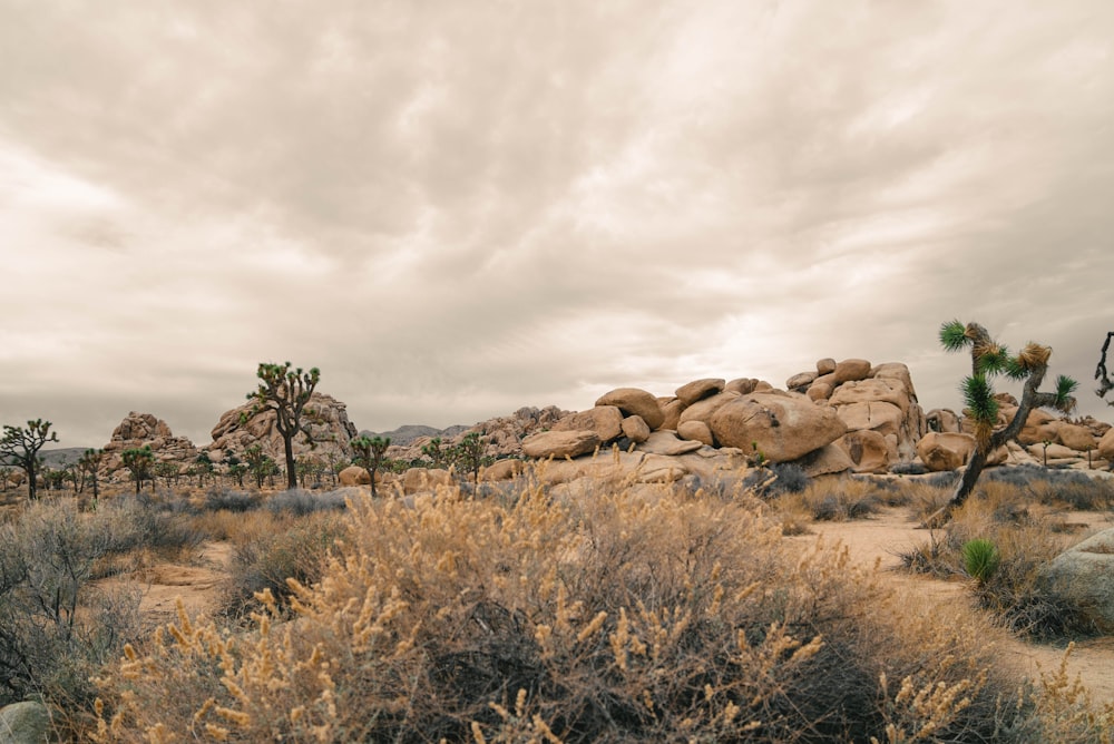 a desert scene with rocks and a joshua tree