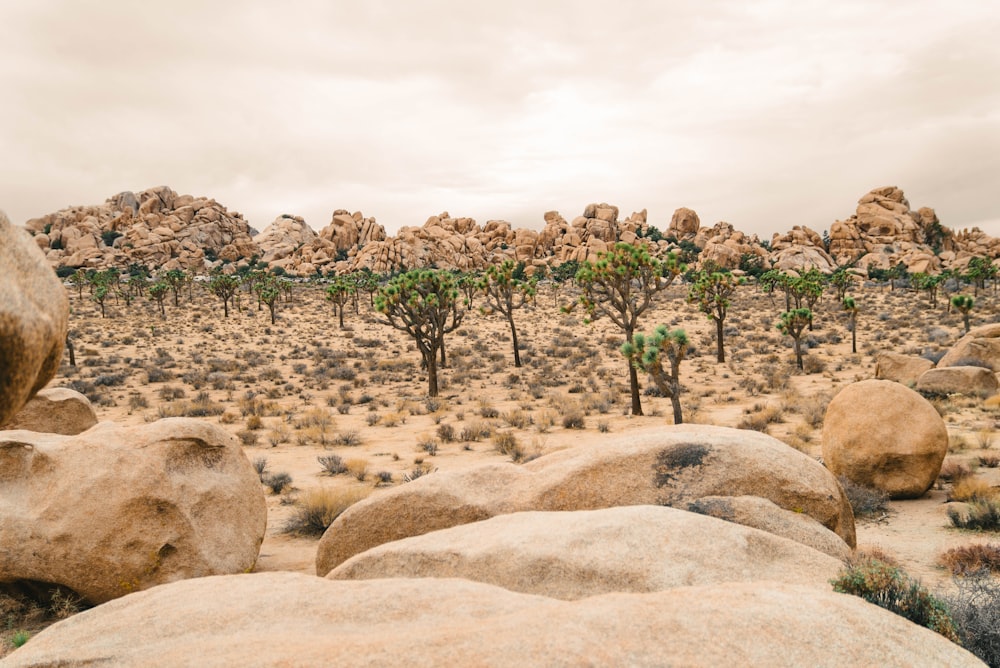a desert landscape with rocks and trees