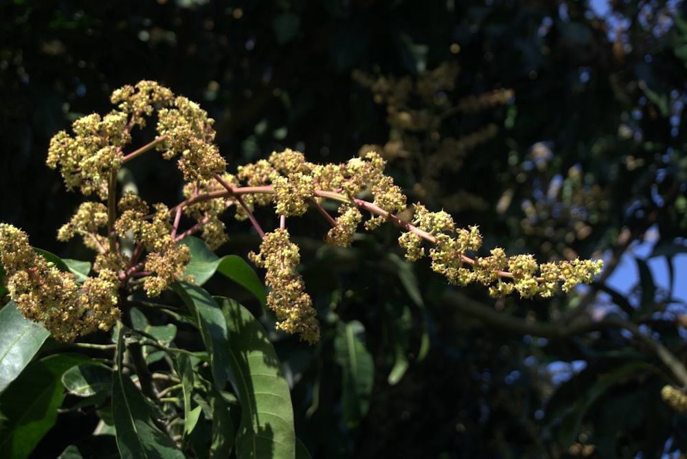 Un primer plano de un árbol con flores amarillas