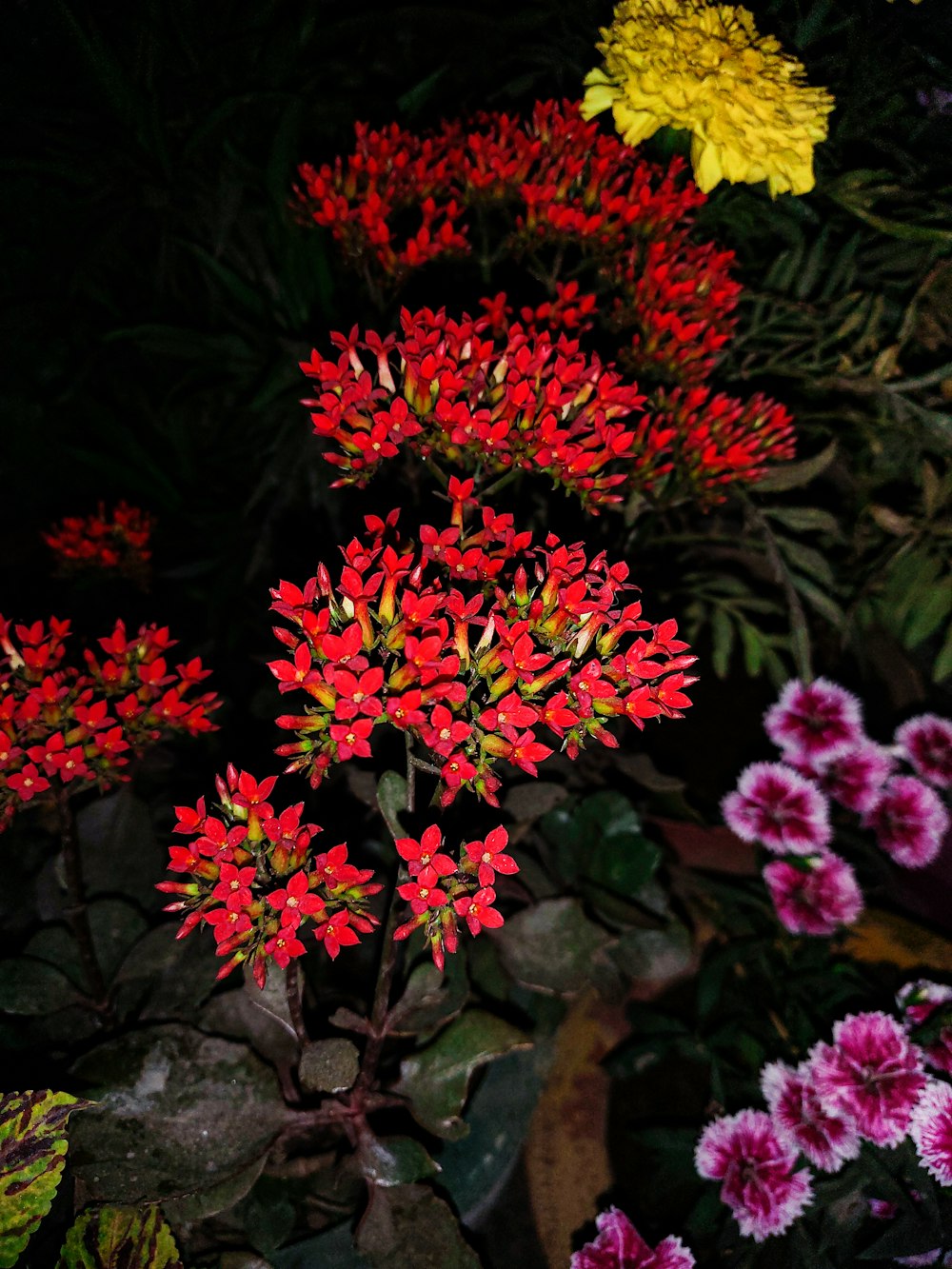 a bunch of flowers that are in the grass