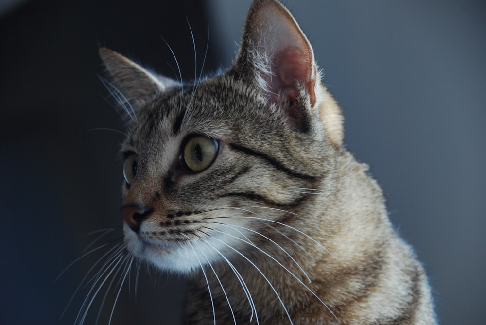 a close up of a cat with a blurry background