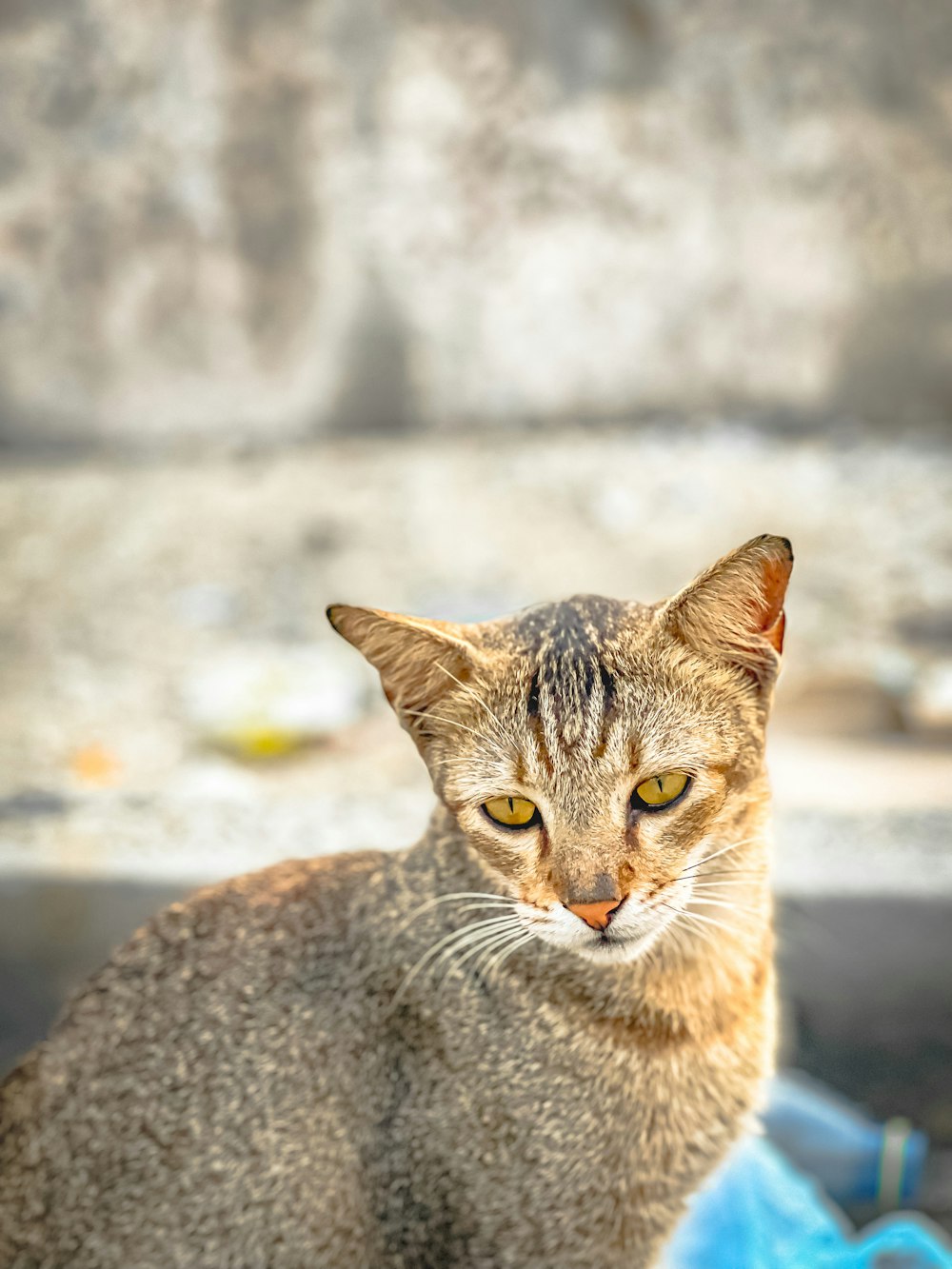 a cat sitting on top of a pile of garbage