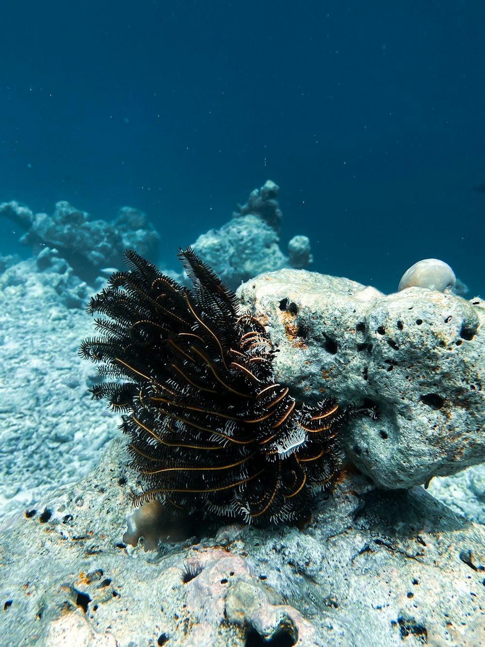 a sea urchin on the bottom of a coral reef