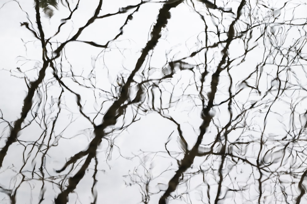 the branches of a tree are reflected in the water