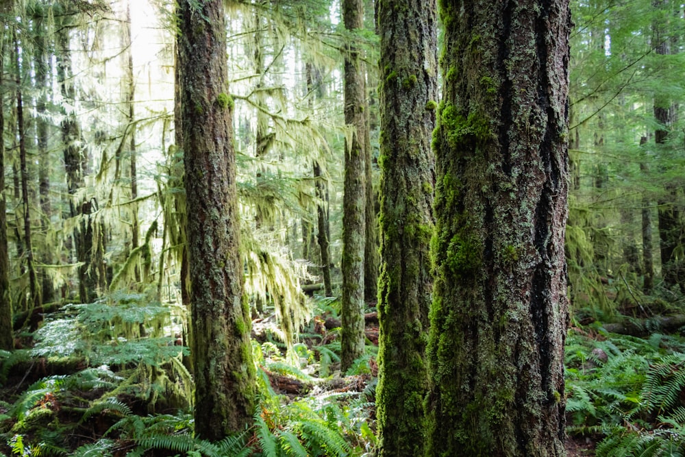 a forest filled with lots of trees covered in green moss