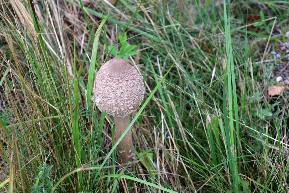 a mushroom in the middle of some tall grass
