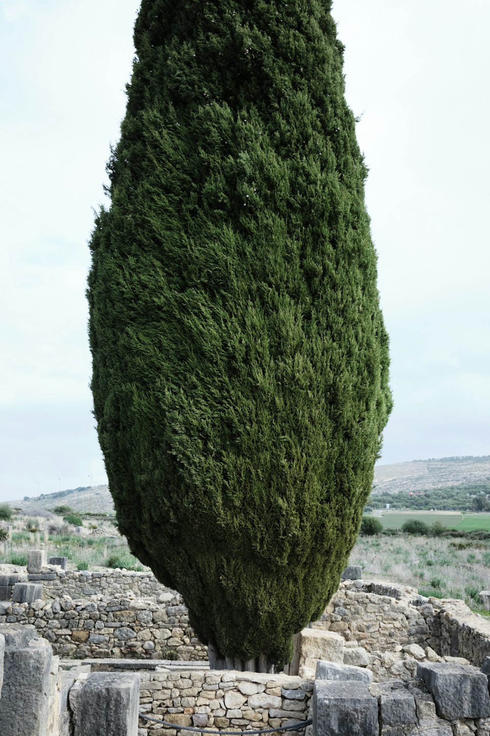 a large green tree sitting next to a stone wall