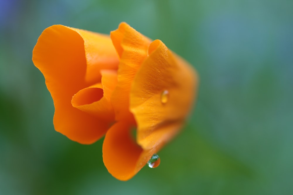 an orange flower with water droplets on it