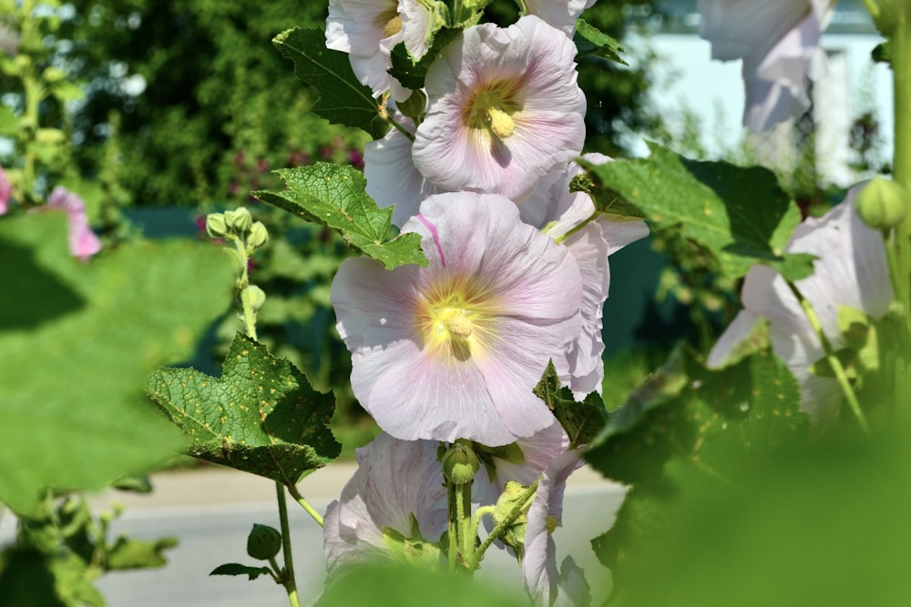 a bunch of flowers that are in the grass