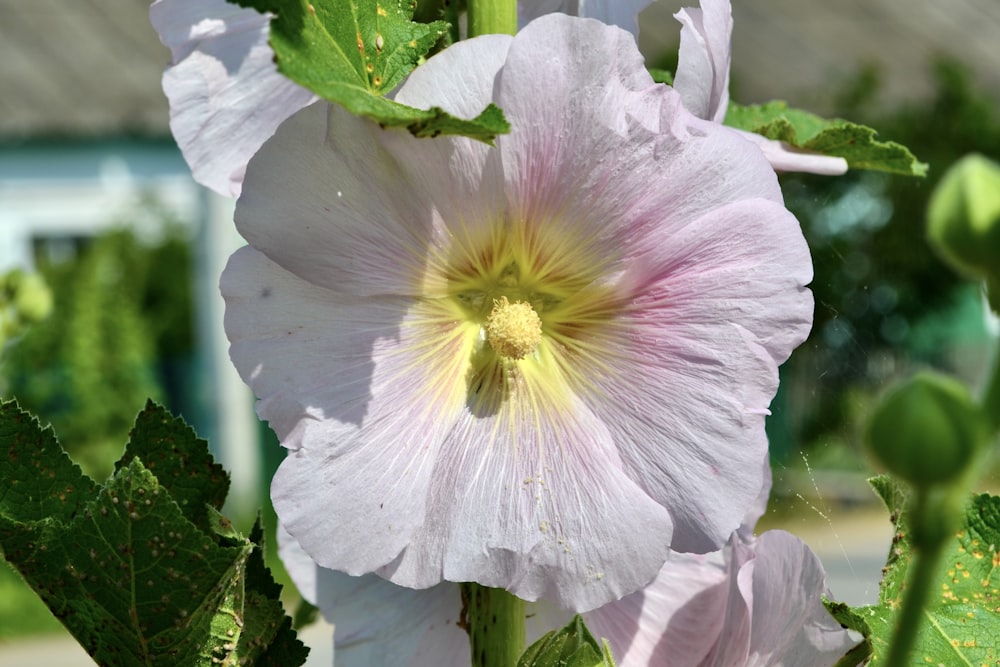 um close up de uma flor rosa com folhas verdes