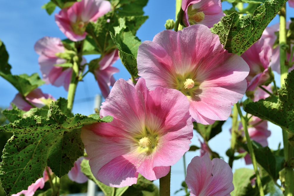 pink flowers with green leaves on a sunny day