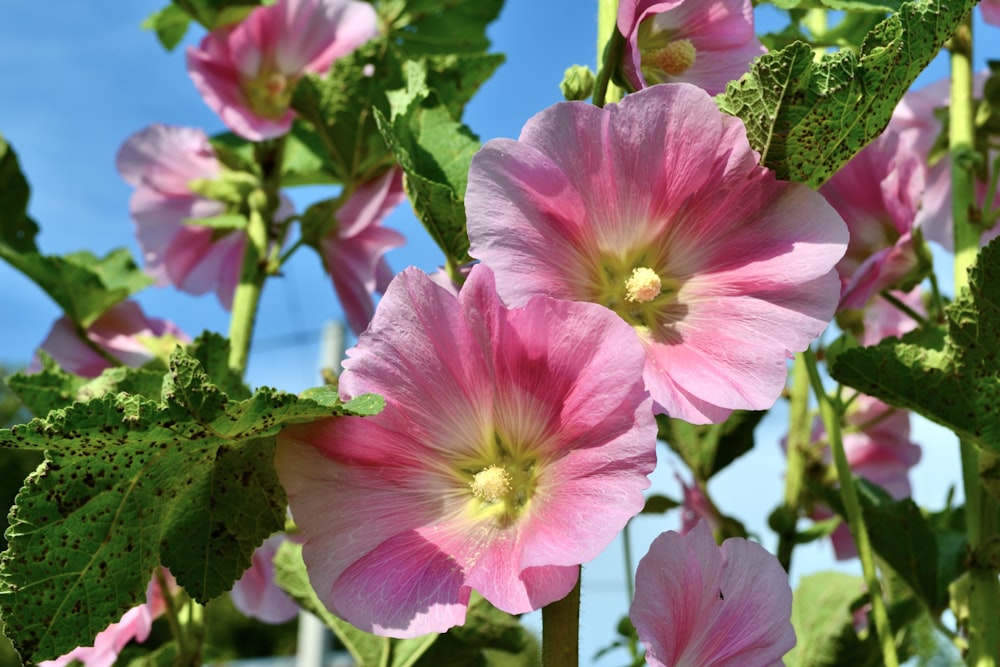 flores cor-de-rosa com folhas verdes em um dia ensolarado