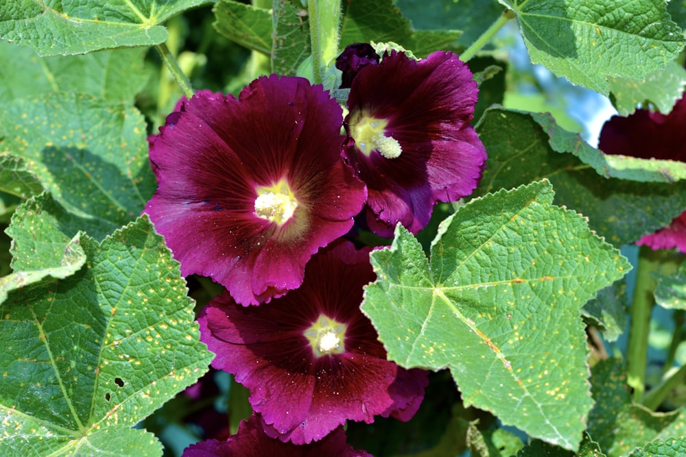 a close up of a bunch of flowers with green leaves