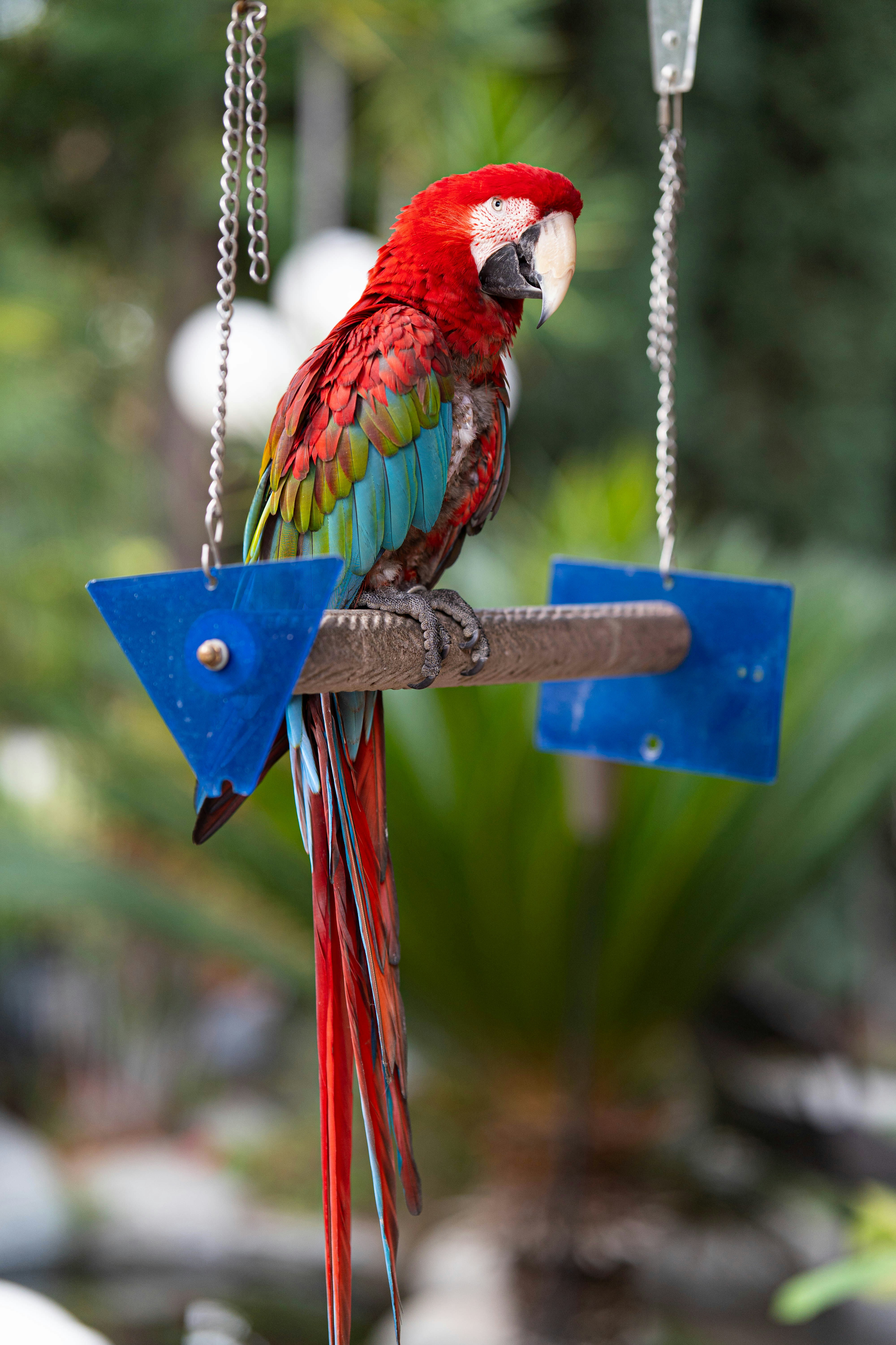 a red and blue parrot sitting on a branch