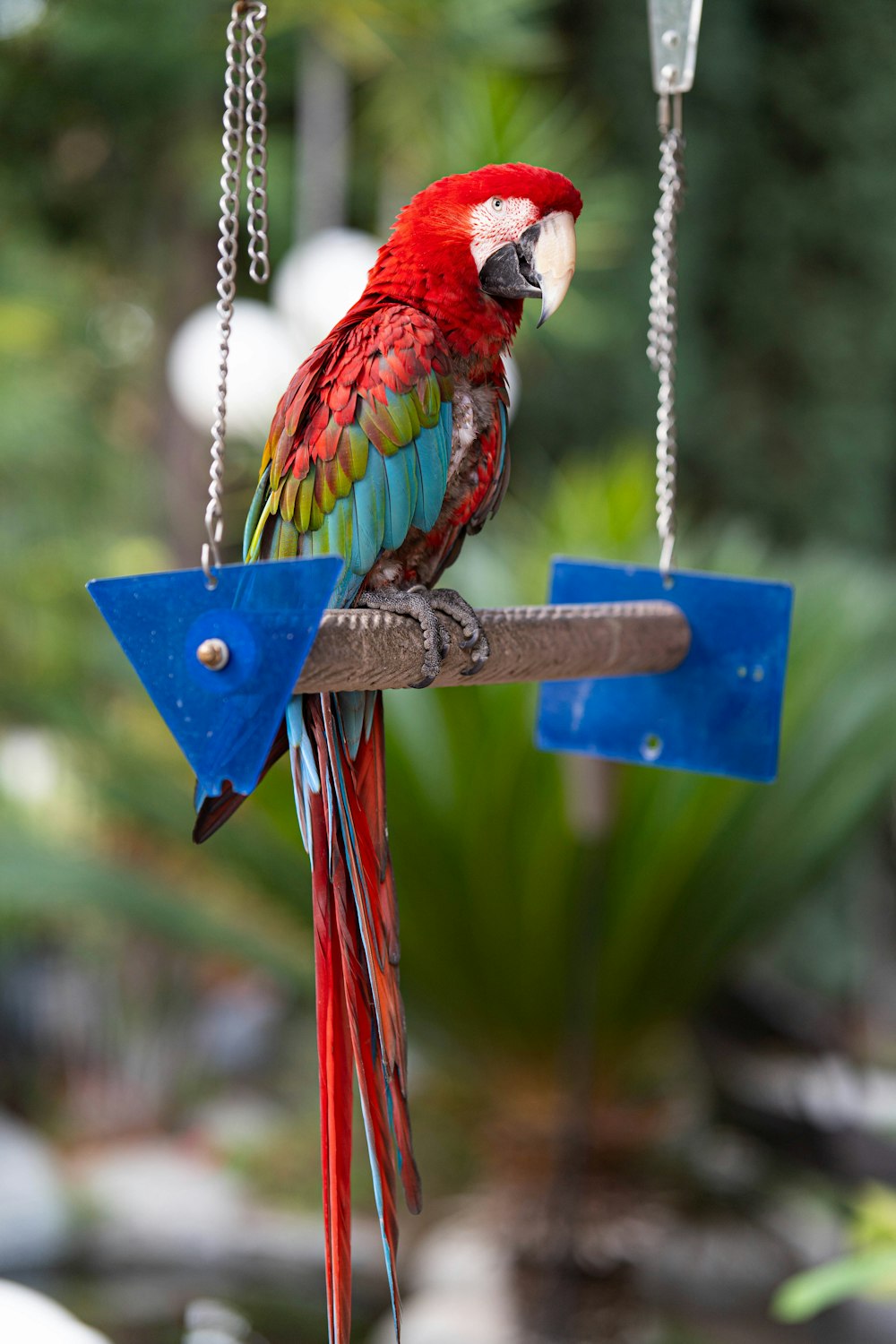a red and blue parrot sitting on a branch