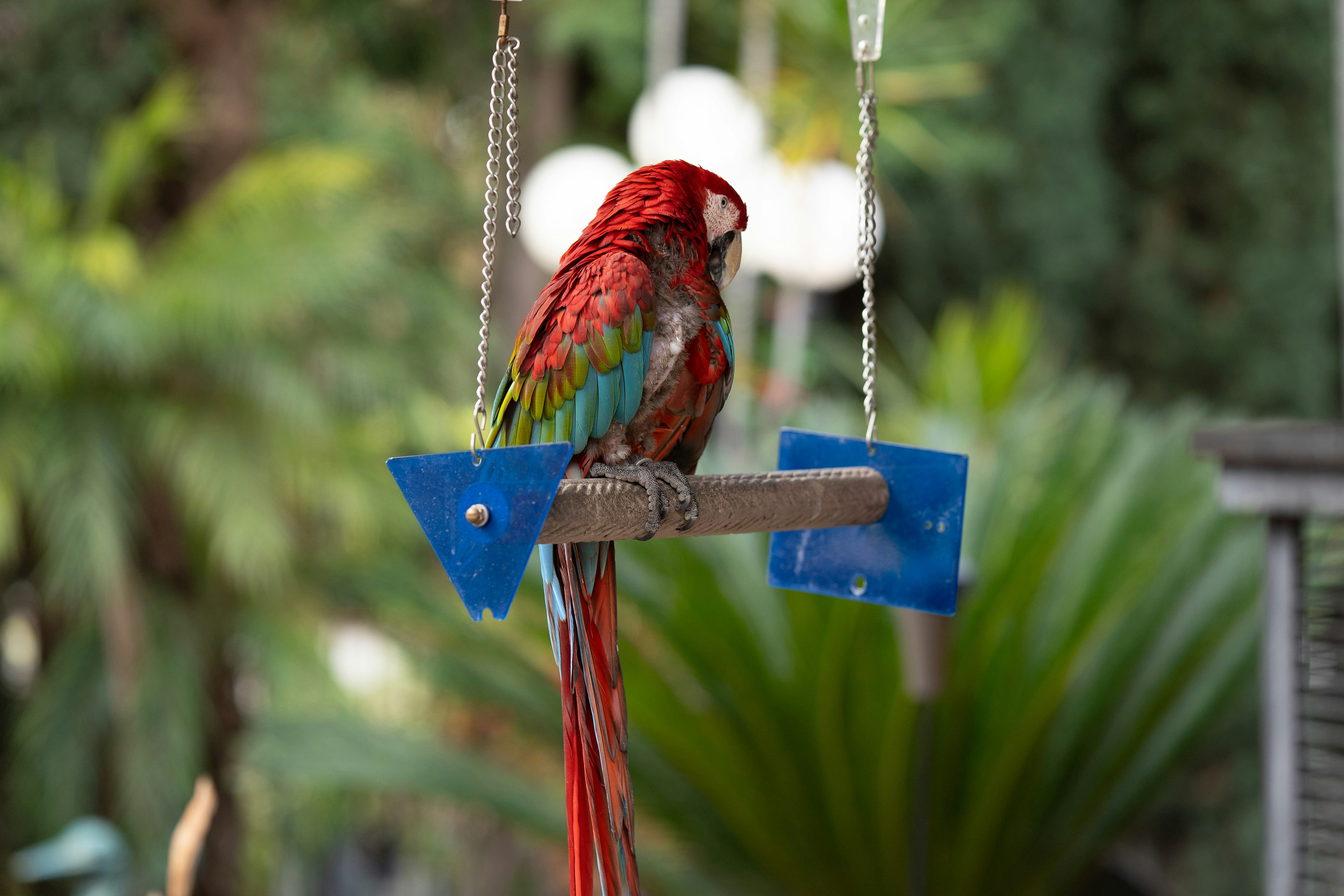 Best Bird Toys for Large Parrots: Expert Guide to Durability & Enrichment