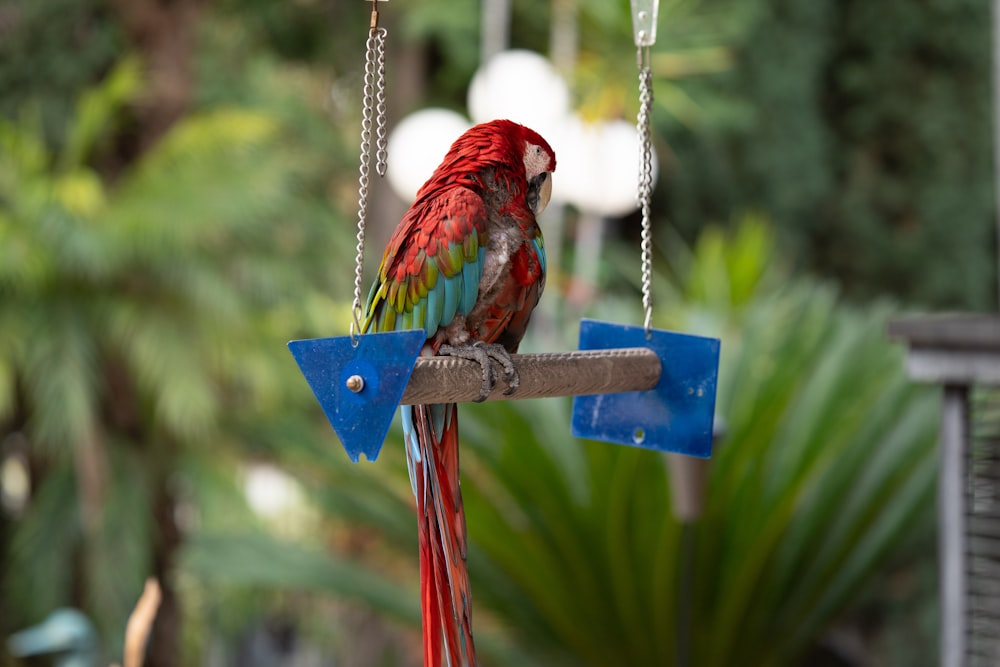 a red and green parrot sitting on top of a wooden pole