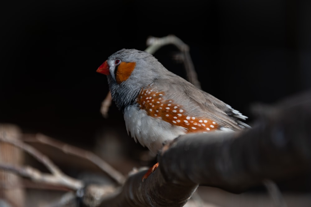 a small bird sitting on a branch in a tree