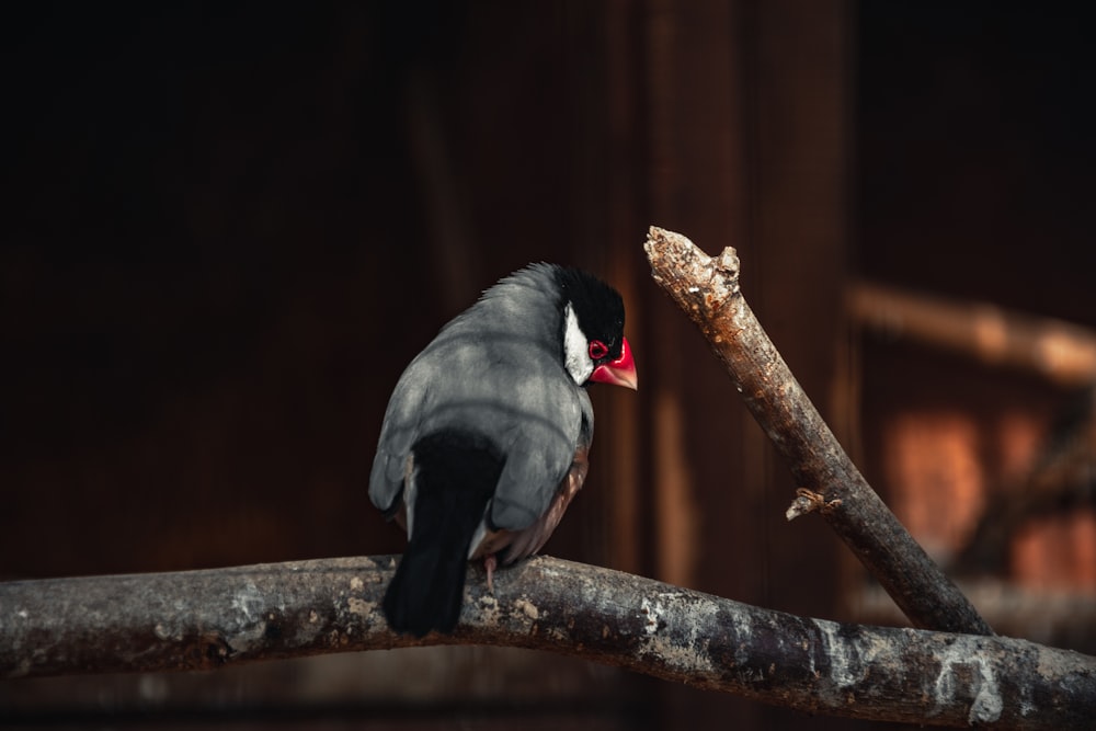 Ein schwarz-weißer Vogel sitzt auf einem Ast