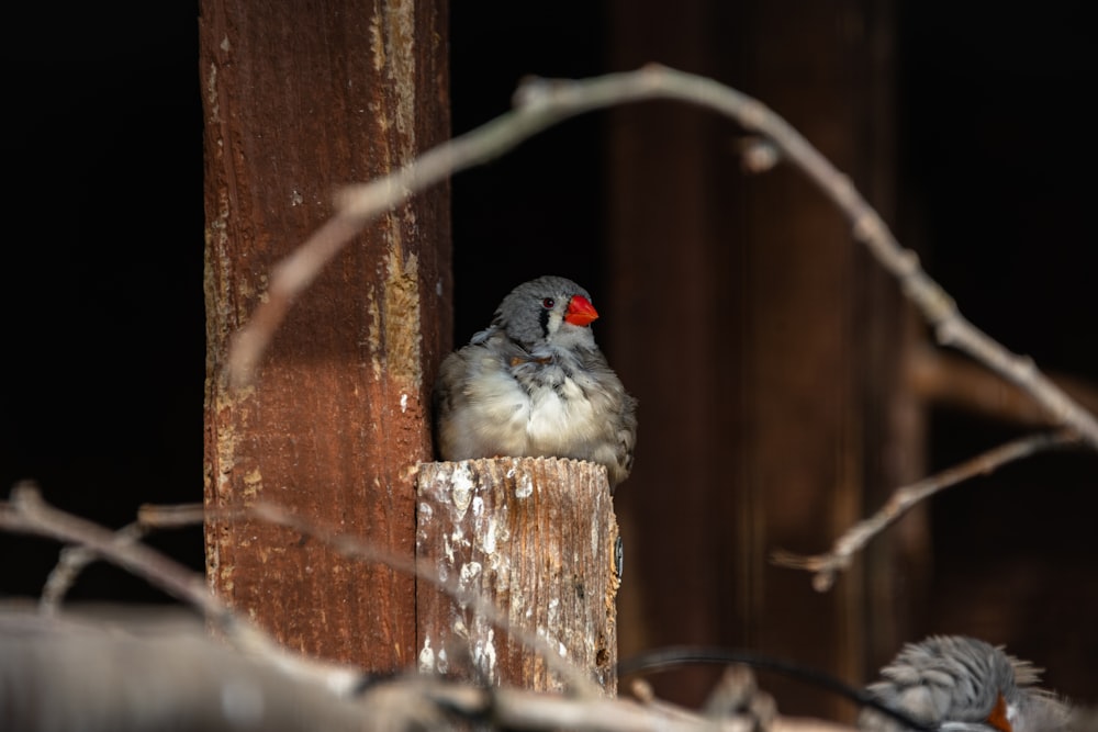 Ein kleiner Vogel sitzt auf einem Holzpfosten