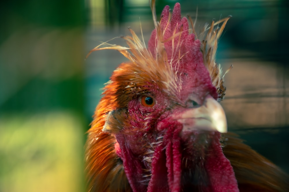 a close up of a rooster with a blurry background