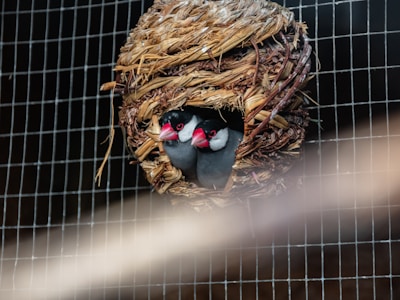A pair of small birds with black and white plumage and bright red beaks are nestled inside a woven nest. The nest is made from natural materials like straw or twigs, and is attached to a grid structure. The background is a blurred mesh, indicating the birds are in an enclosed space.