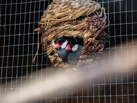 A pair of small birds with black and white plumage and bright red beaks are nestled inside a woven nest. The nest is made from natural materials like straw or twigs, and is attached to a grid structure. The background is a blurred mesh, indicating the birds are in an enclosed space.