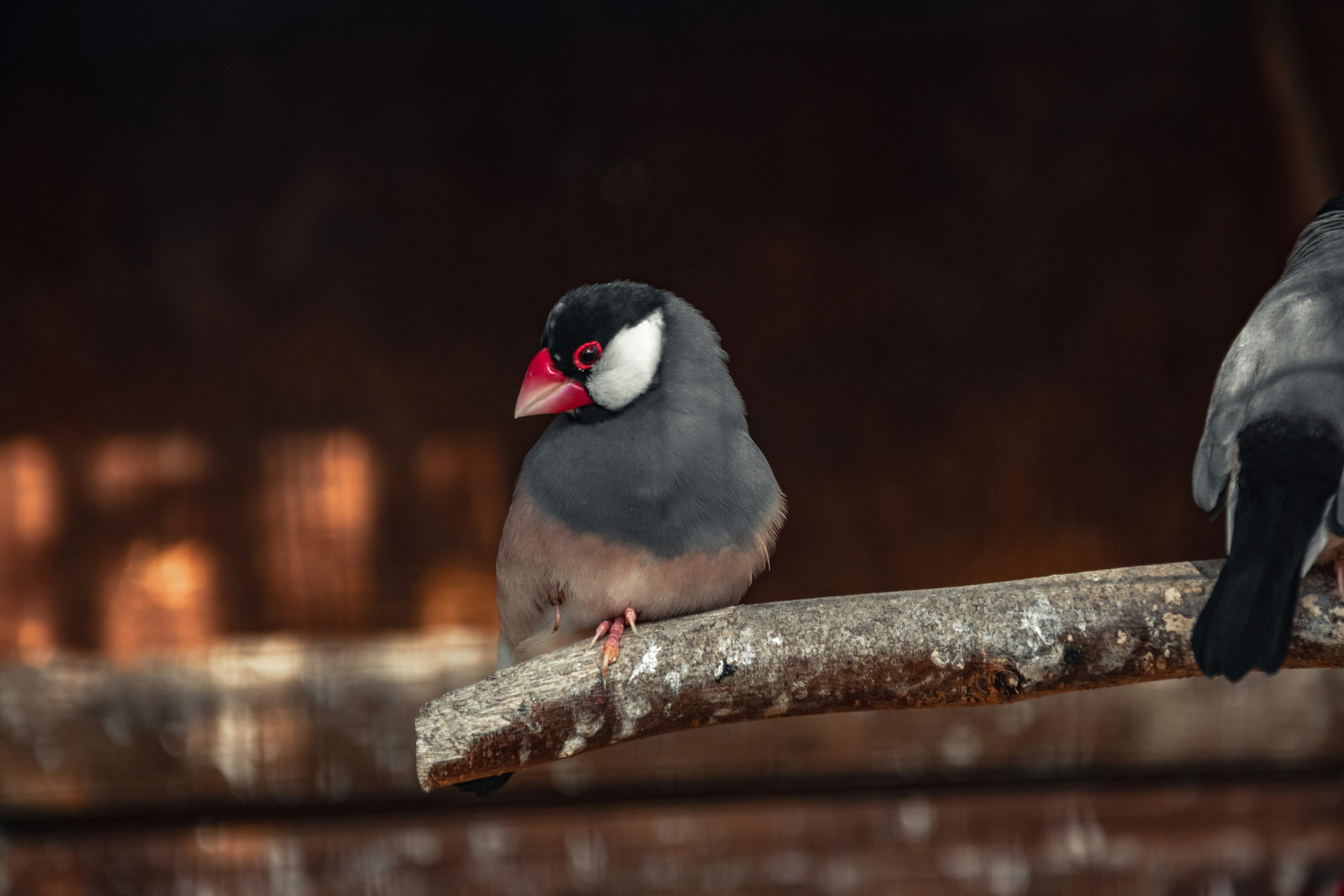 Small bird on a twig