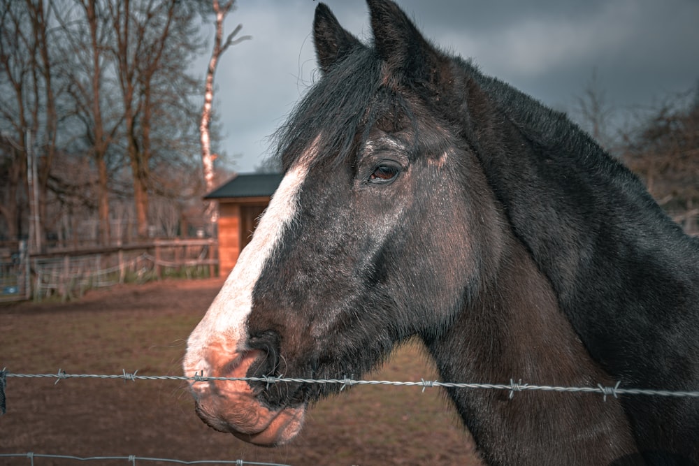 a horse standing next to a barbed wire fence