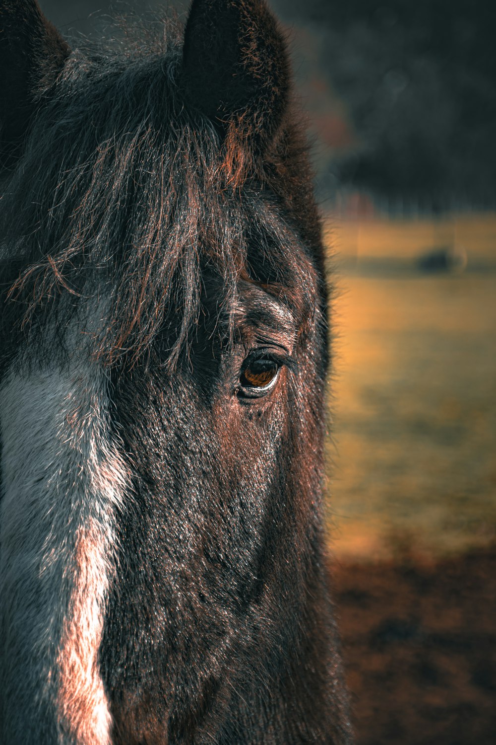 a close up of a horse's face with a blurry background