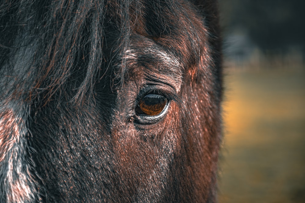 a close up of a horse's eye with a blurry background