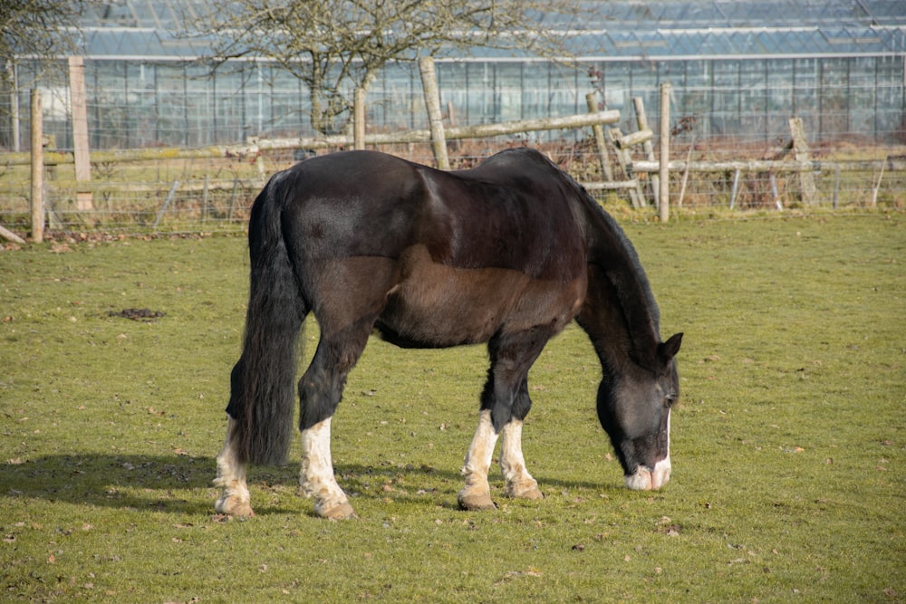 Un caballo está parado en un campo comiendo hierba