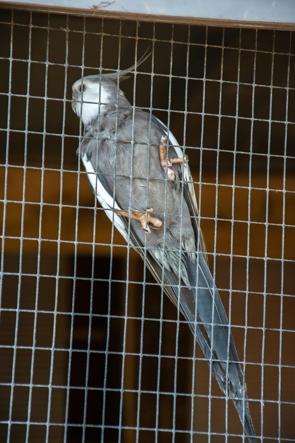 a bird sitting on top of a cage