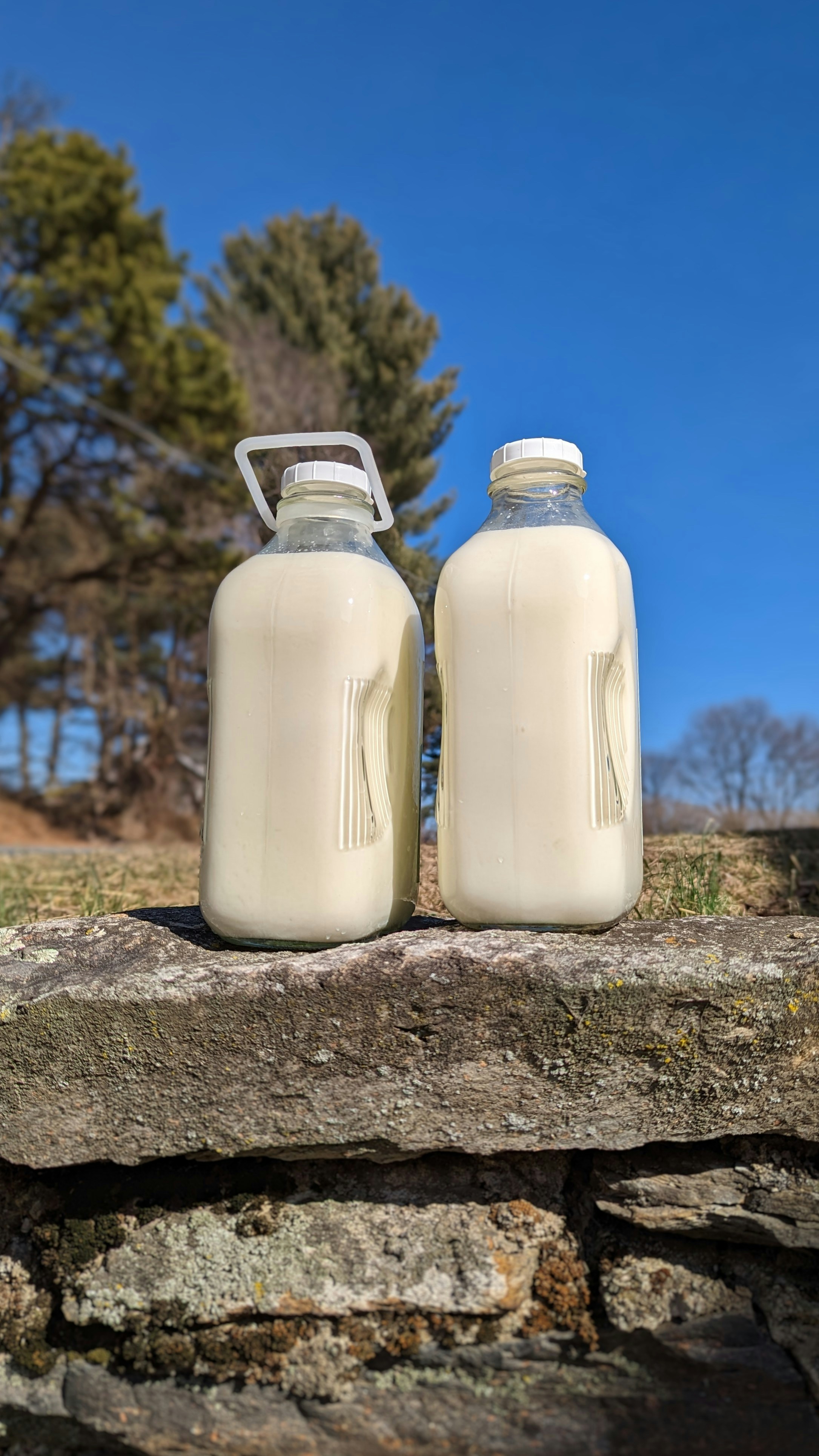 Fresh Cow Milk 1.5L