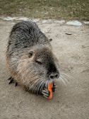 A furry rodent with a grayish-brown coat is holding an orange carrot with its front paws while sitting on a sandy path. The background is a mix of grass and scattered stones.