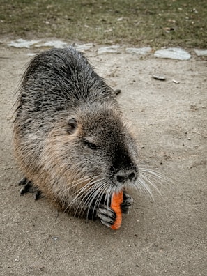 A furry rodent with a grayish-brown coat is holding an orange carrot with its front paws while sitting on a sandy path. The background is a mix of grass and scattered stones.