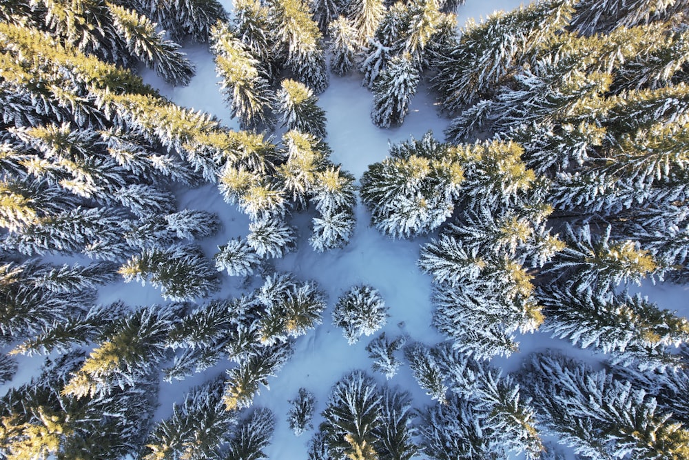 an aerial view of a snow covered pine forest