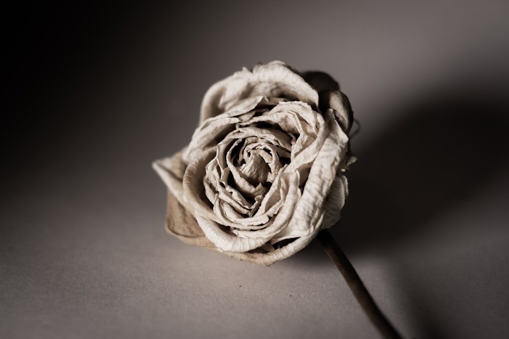 a single white rose sitting on top of a table