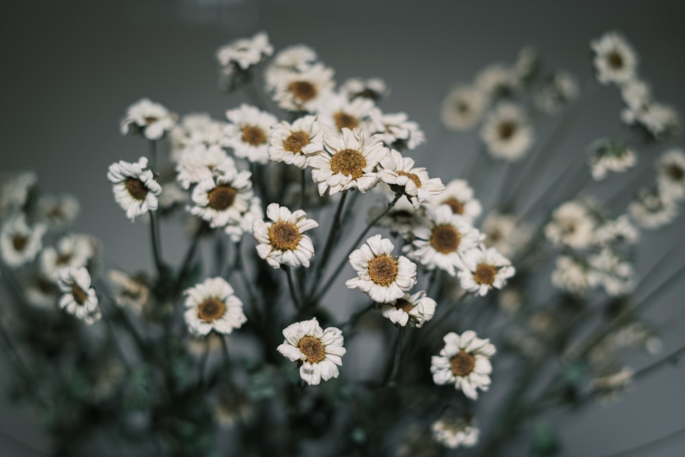 a bunch of daisies in a vase on a table