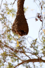 Natural bird’s nests hanging in a clean processing facility, highlighting quality and care.