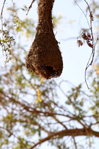 Natural bird’s nests hanging in a clean processing facility, highlighting quality and care.