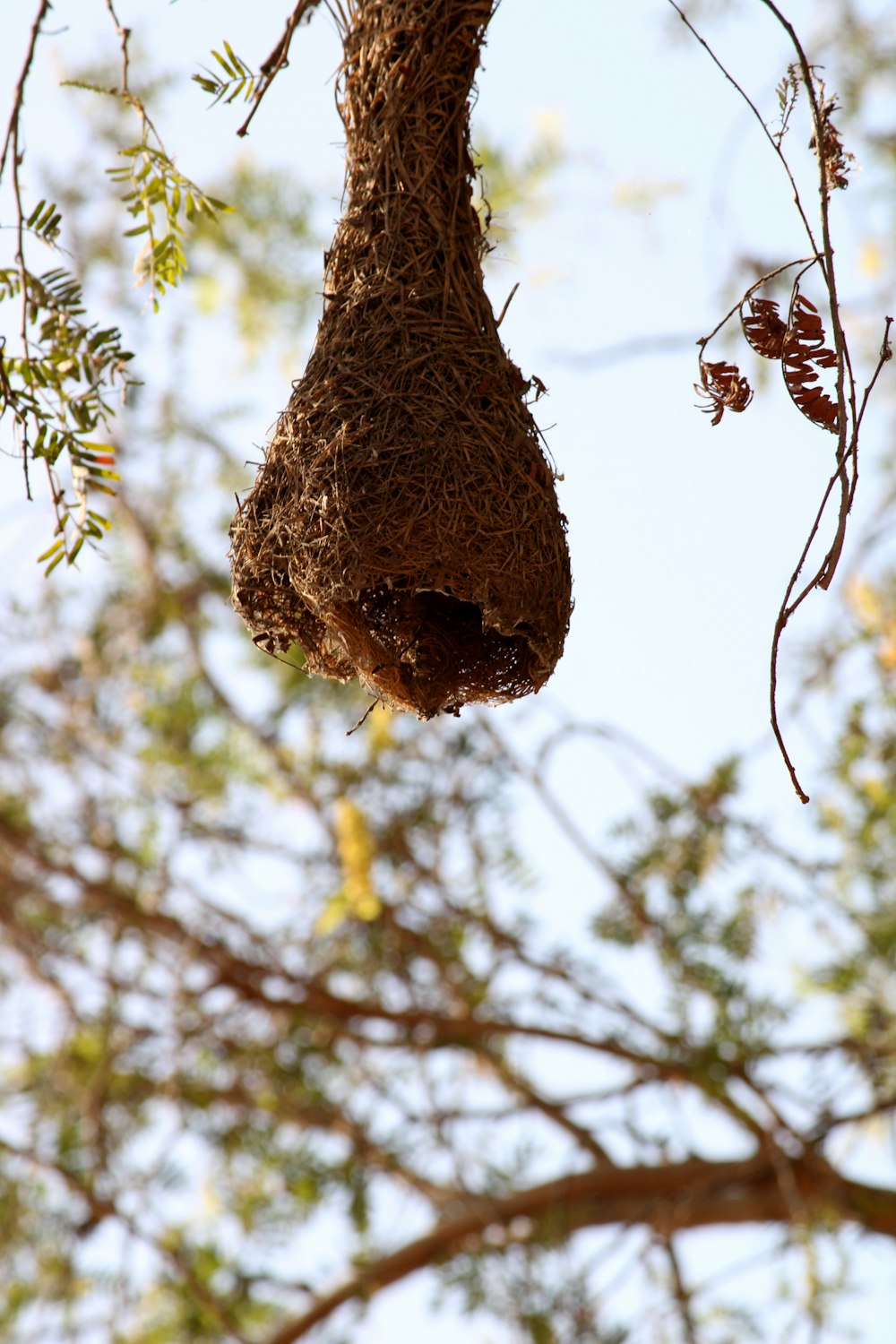 a bird nest hanging from a tree branch