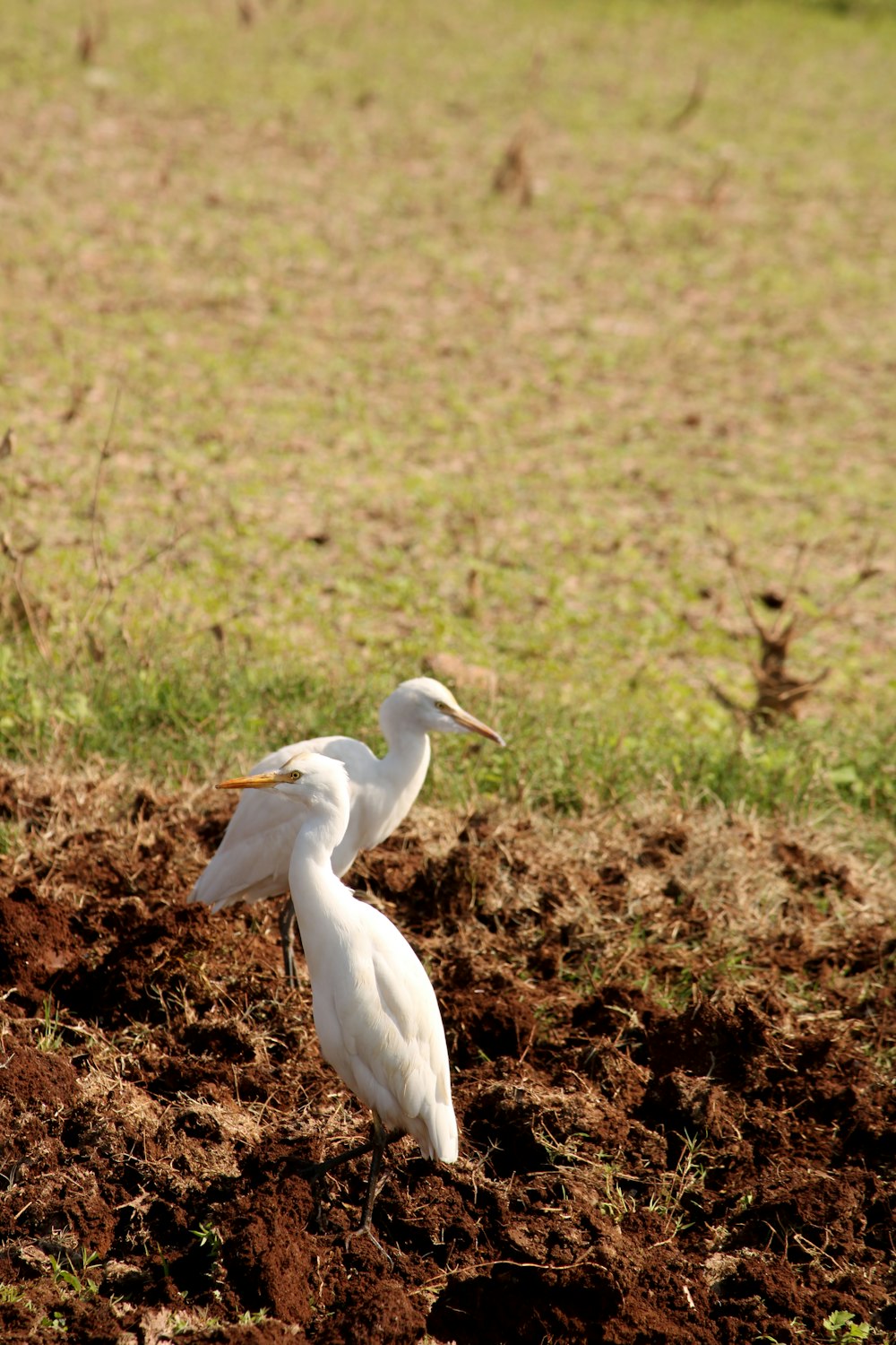 a couple of white birds standing on top of a dirt field