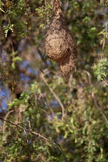 A bird's nest made of twigs and grass is hanging from a tree branch. The background features dense foliage with green leaves and some brownish branches, indicating a natural forest or woodland setting.