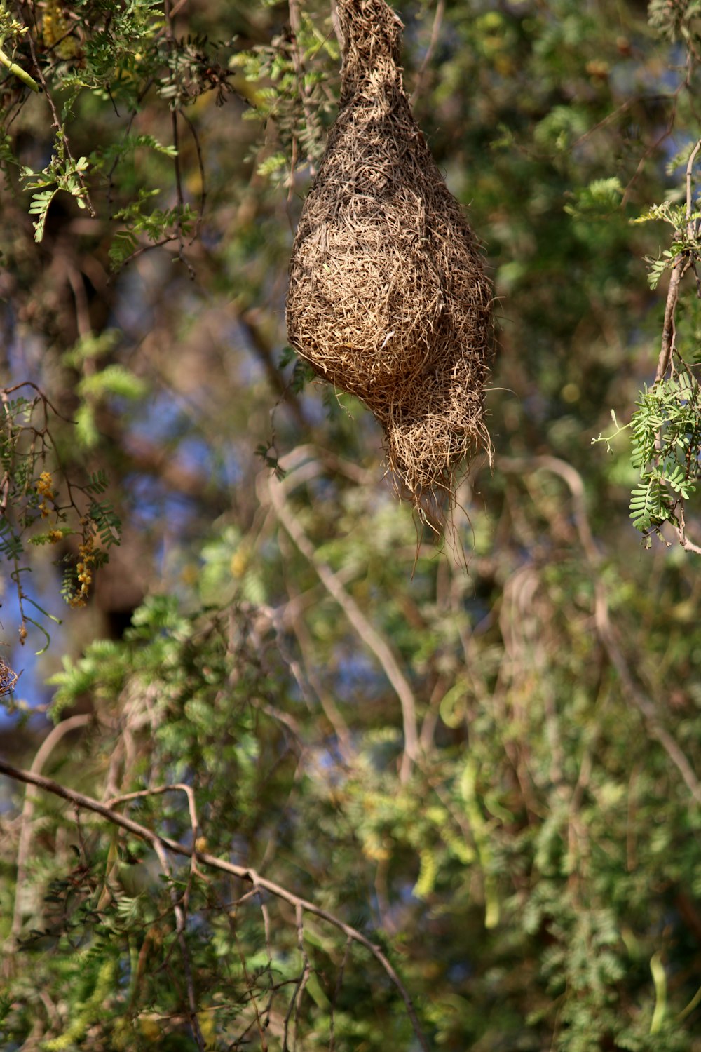 a bird nest hanging from a tree branch