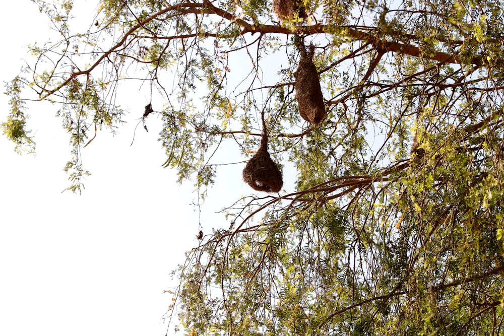 a couple of birds hanging from the branches of a tree