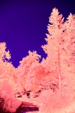 A surreal landscape featuring a path bordered by trees with a striking color inversion effect. The sky appears deep blue, while the foliage and trees have a vibrant pink hue, creating an otherworldly atmosphere.